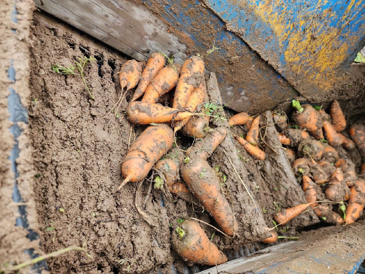 можайск, можайский городской округ, подмосковье, сельское хозяйство, сбор урожая, морковь, картофель, сбор овощей, крестьянско-фермерское хозяйство, хороший урожай,