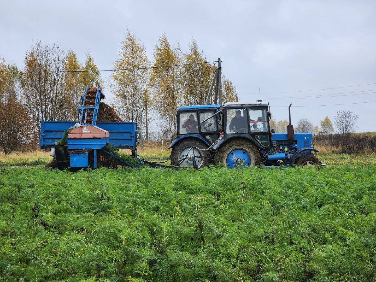 можайск, можайский городской округ, подмосковье, сельское хозяйство, сбор урожая, морковь, картофель, сбор овощей, крестьянско-фермерское хозяйство, хороший урожай,