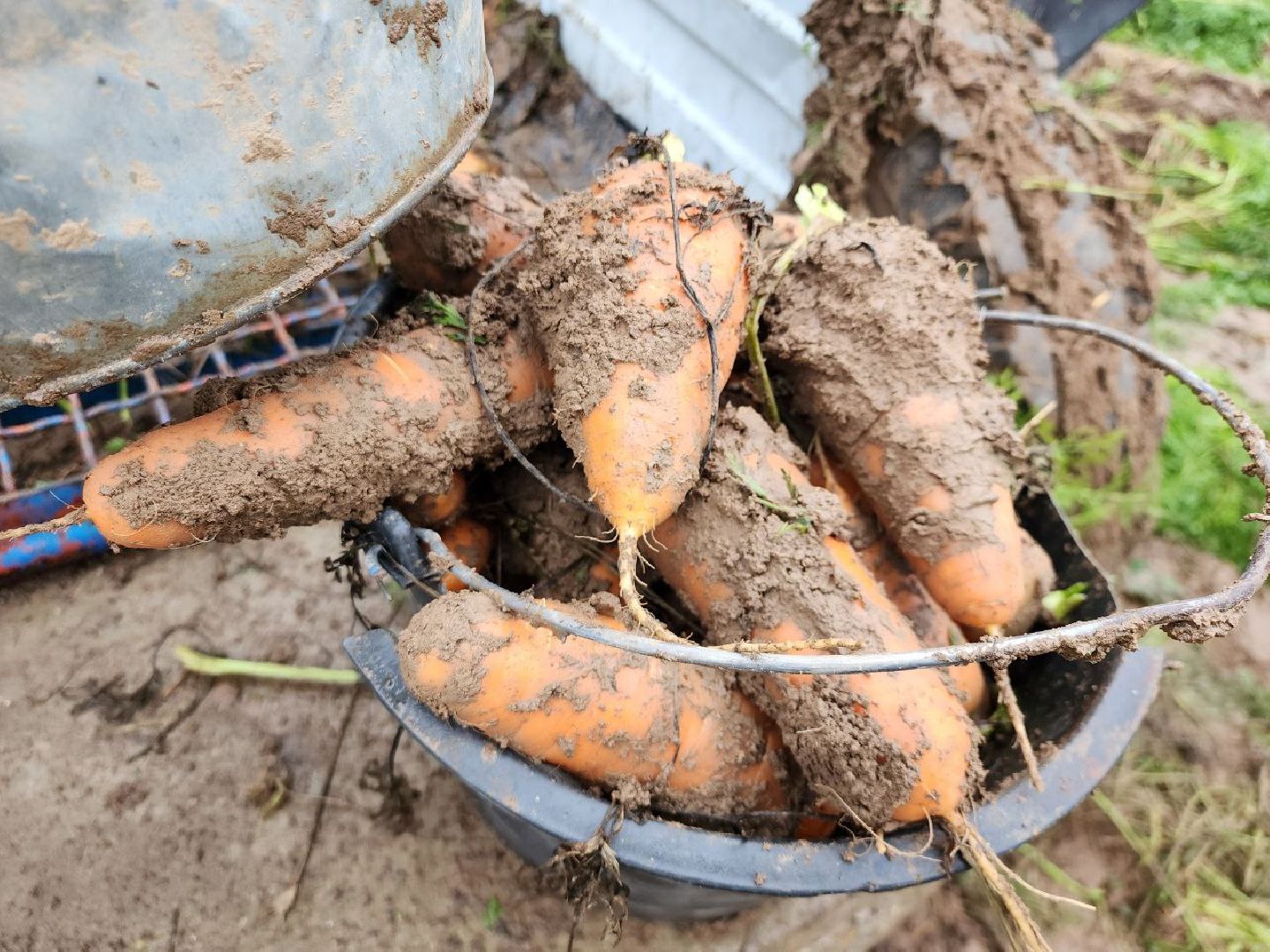 можайск, можайский городской округ, подмосковье, сельское хозяйство, сбор урожая, морковь, картофель, сбор овощей, крестьянско-фермерское хозяйство, хороший урожай,