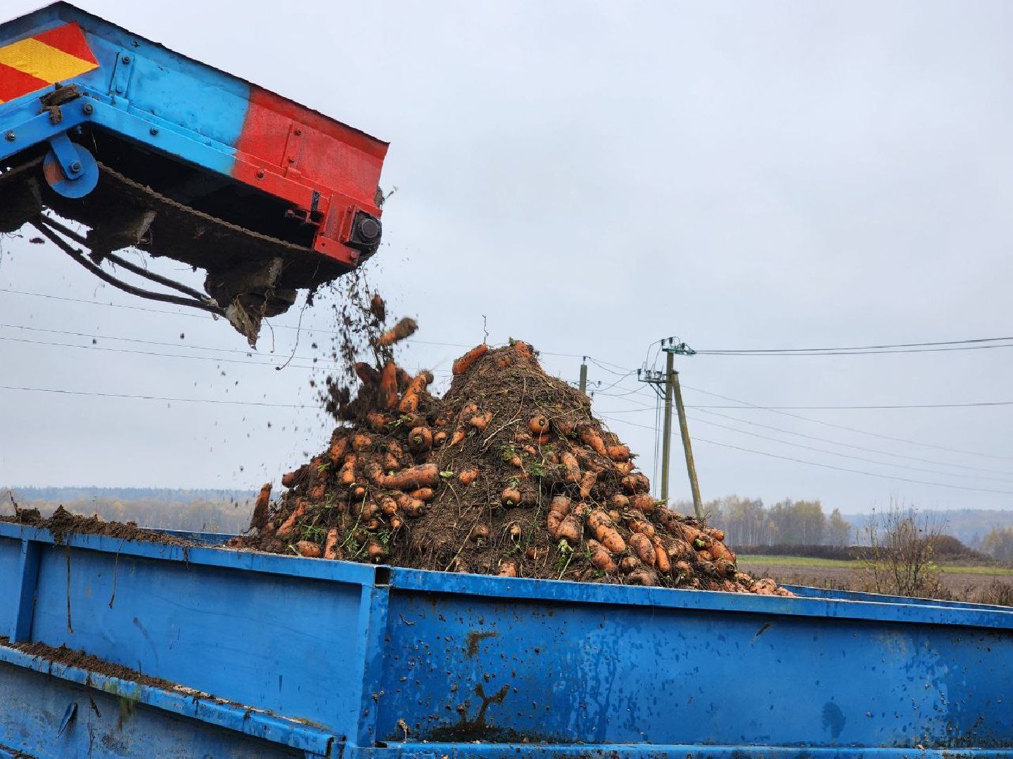 можайск, можайский городской округ, подмосковье, сельское хозяйство, сбор урожая, морковь, картофель, сбор овощей, крестьянско-фермерское хозяйство, хороший урожай,