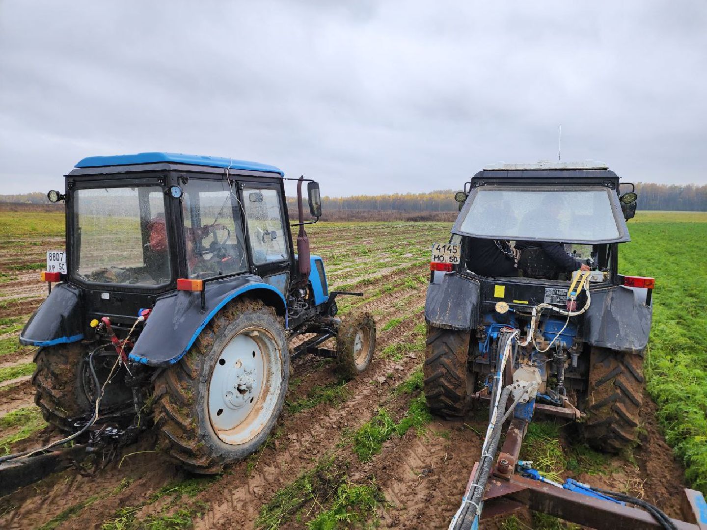 можайск, можайский городской округ, подмосковье, сельское хозяйство, сбор урожая, морковь, картофель, сбор овощей, крестьянско-фермерское хозяйство, хороший урожай,
