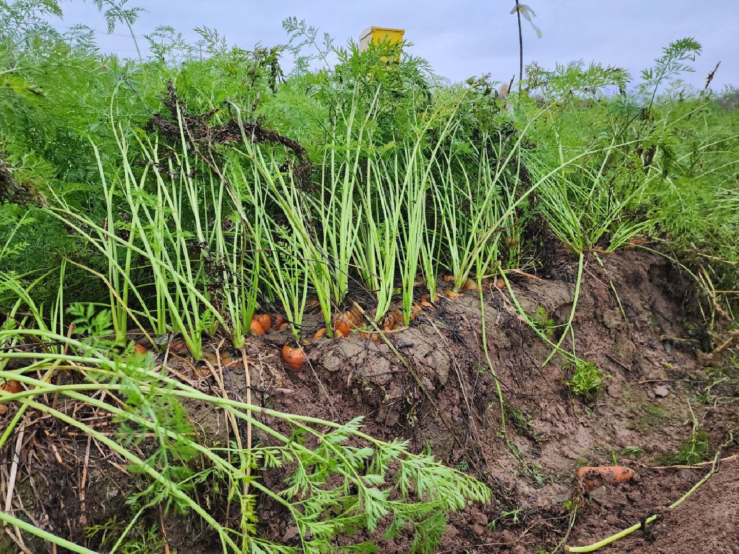 можайск, можайский городской округ, подмосковье, сельское хозяйство, сбор урожая, морковь, картофель, сбор овощей, крестьянско-фермерское хозяйство, хороший урожай,