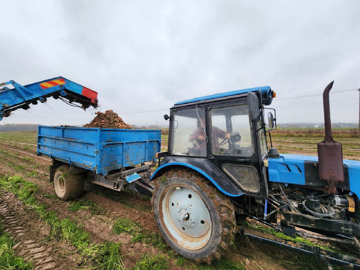 можайск, можайский городской округ, подмосковье, сельское хозяйство, сбор урожая, морковь, картофель, сбор овощей, крестьянско-фермерское хозяйство, хороший урожай,