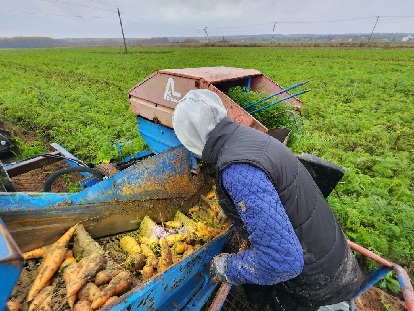 можайск, можайский городской округ, подмосковье, сельское хозяйство, сбор урожая, морковь, картофель, сбор овощей, крестьянско-фермерское хозяйство, хороший урожай,