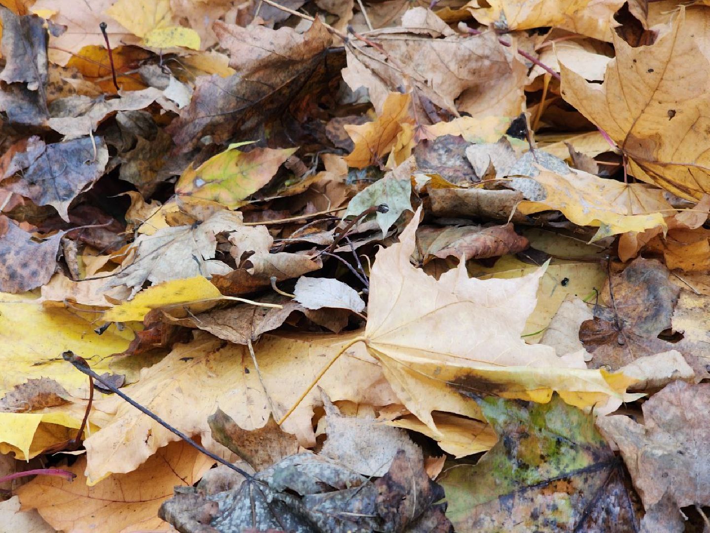 пущино, серпухов, благоуйстройство,