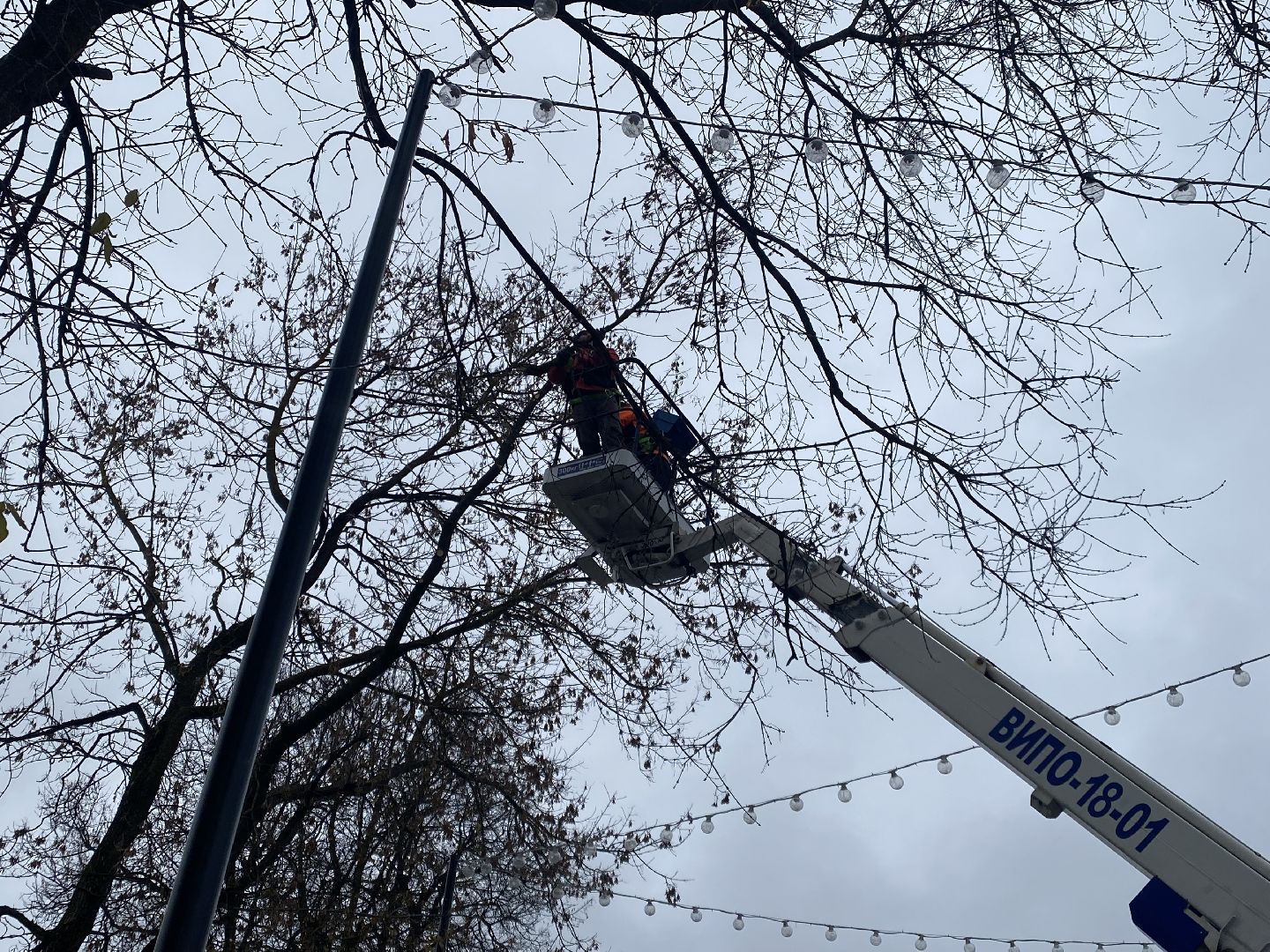 Деревья, Ветки, Рабочие, спиливание веток,