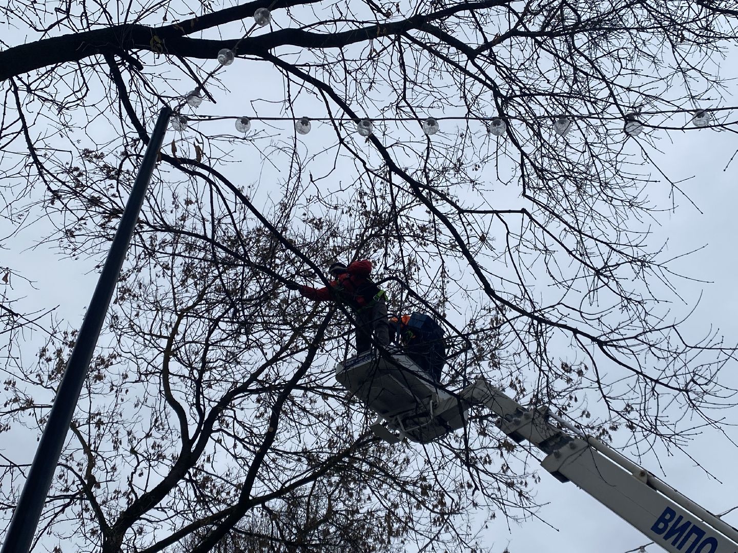 Деревья, Ветки, Рабочие, спиливание веток,