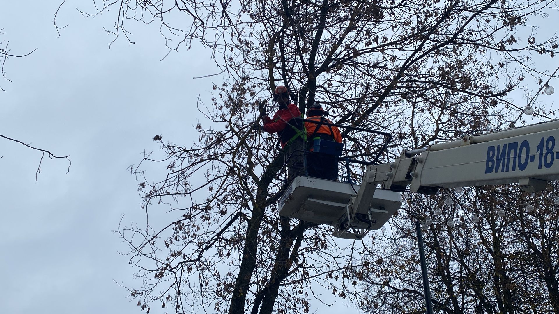 Деревья, Ветки, Рабочие, спиливание веток,