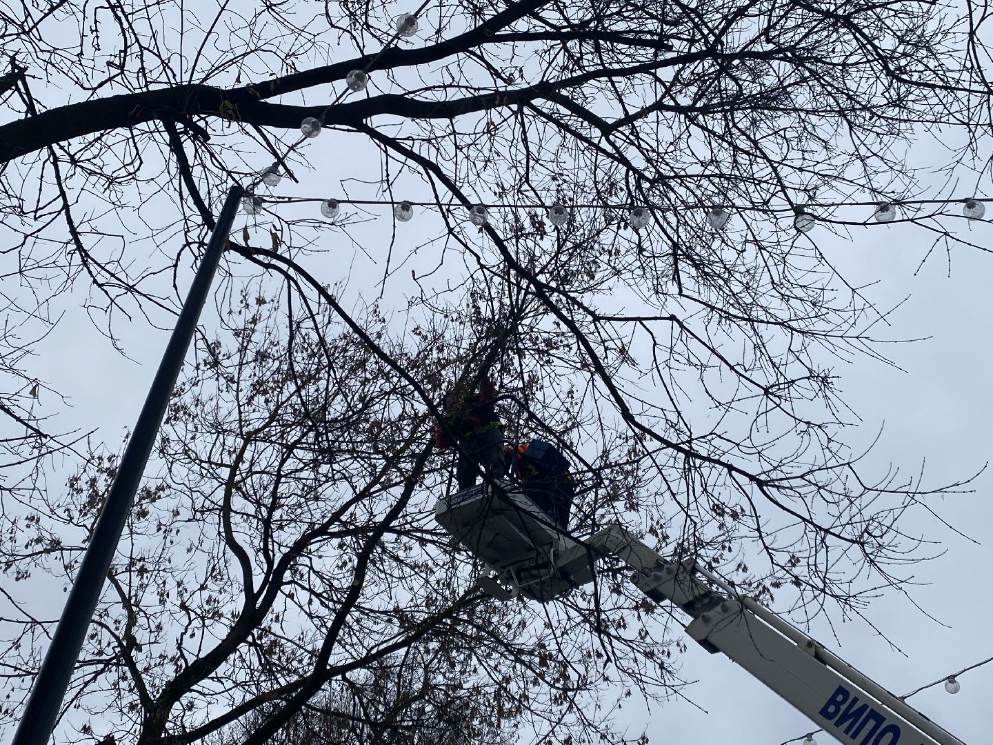 Деревья, Ветки, Рабочие, спиливание веток,