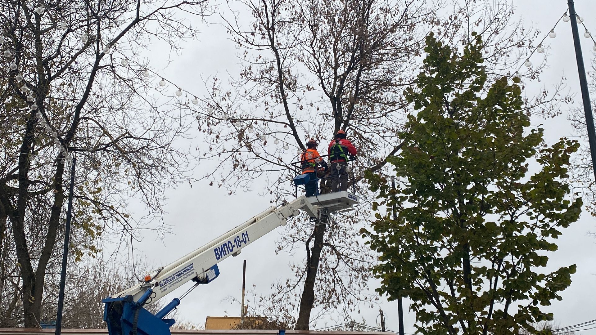 Деревья, Ветки, Рабочие, спиливание веток,