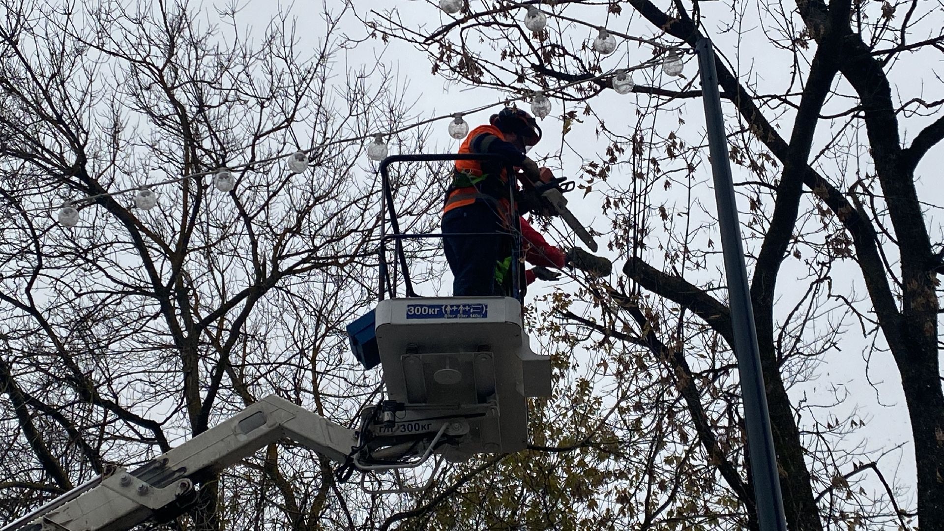Деревья, Ветки, Рабочие, спиливание веток,