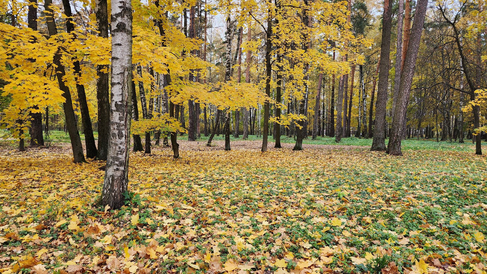 туризм, пешеходный маршрут, Центральный парк, Ногинск, Богородский городской округ,