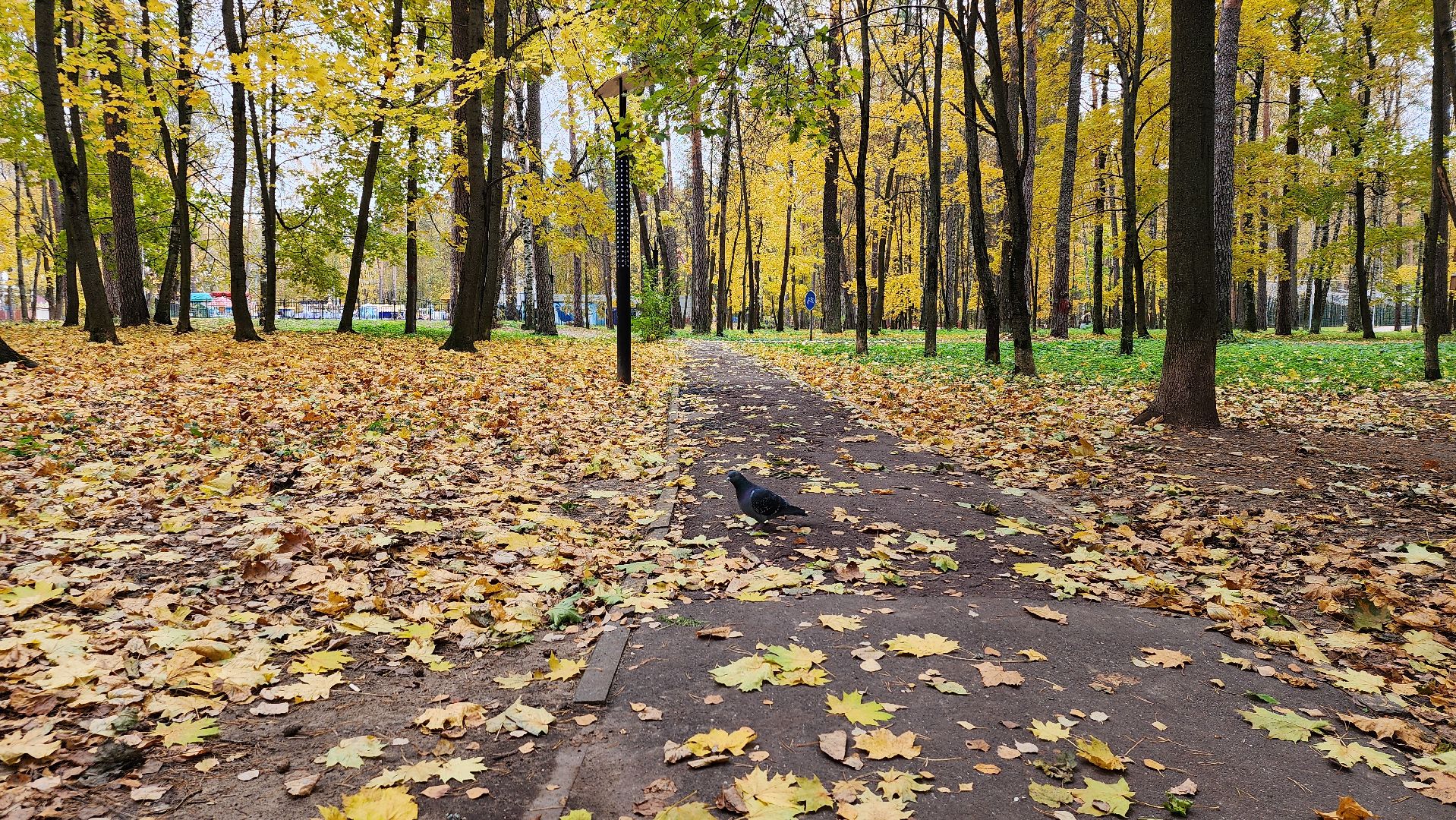 туризм, пешеходный маршрут, Центральный парк, Ногинск, Богородский городской округ,