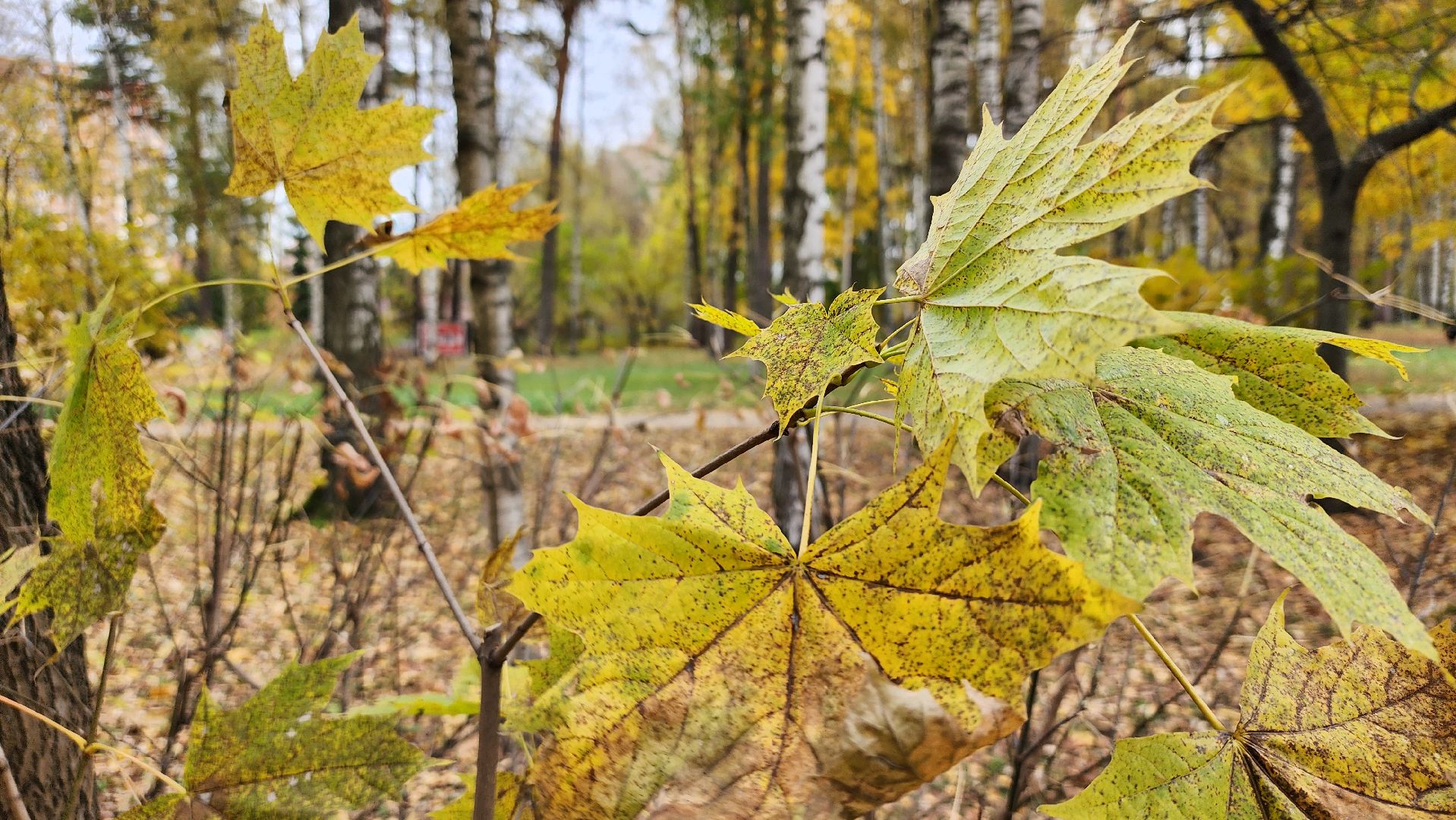 туризм, пешеходный маршрут, Центральный парк, Ногинск, Богородский городской округ,