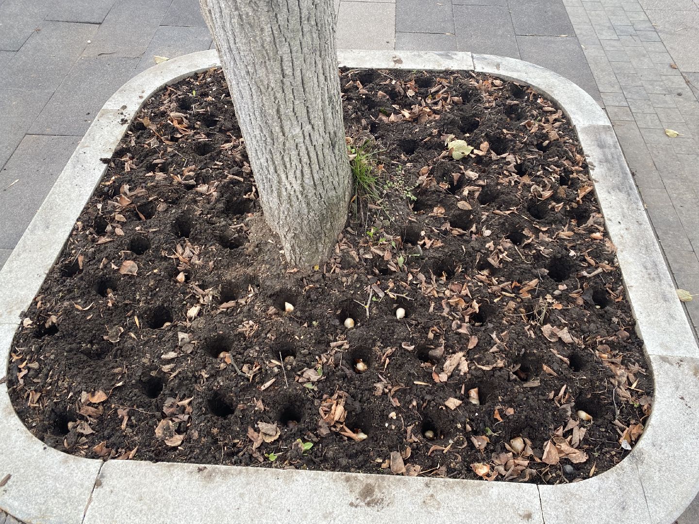 жкх, благоустройство, истра, цветы,