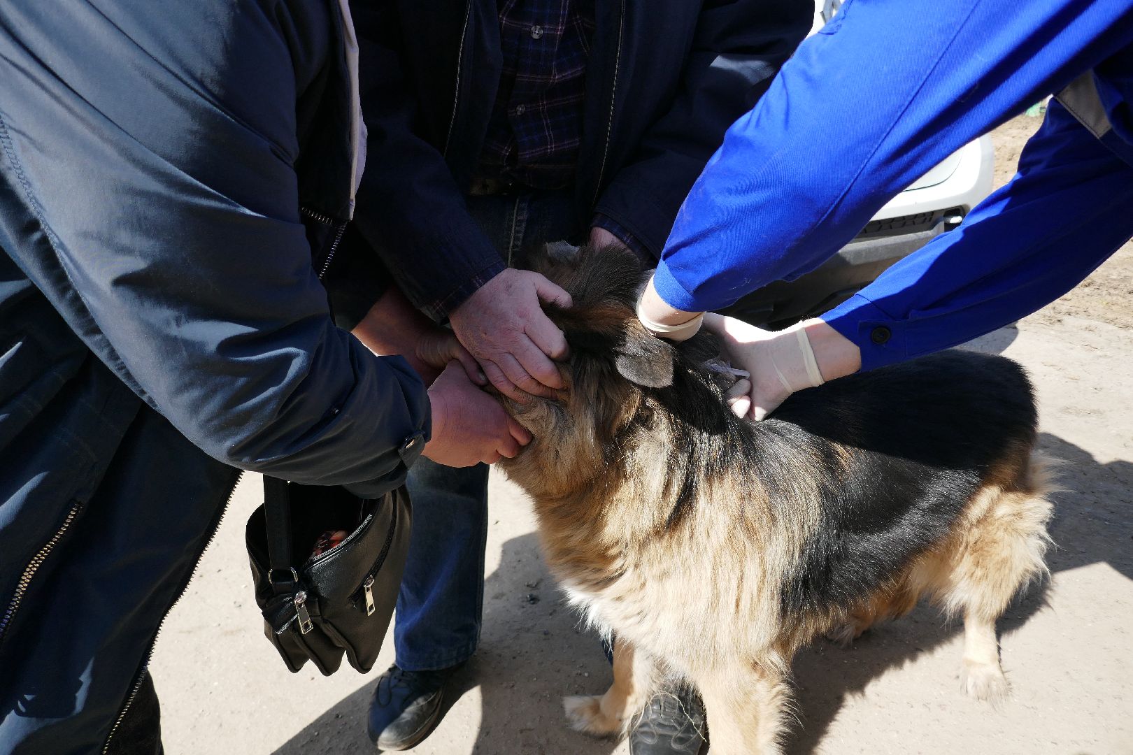 Подольск, вакцинация от бешенства, профилактика, ветеринары