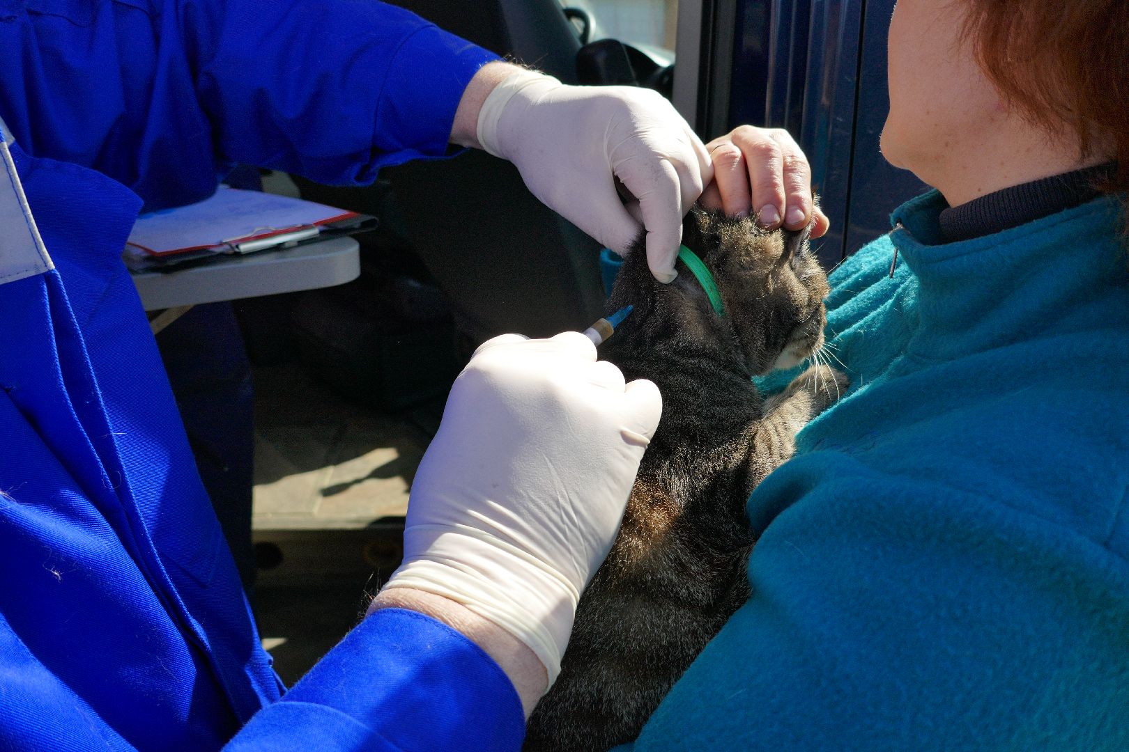 Подольск, вакцинация от бешенства, профилактика, ветеринары
