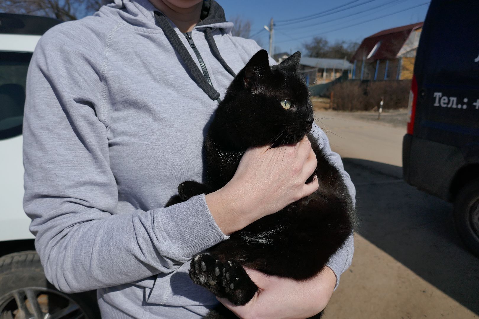 Подольск, вакцинация от бешенства, профилактика, ветеринары