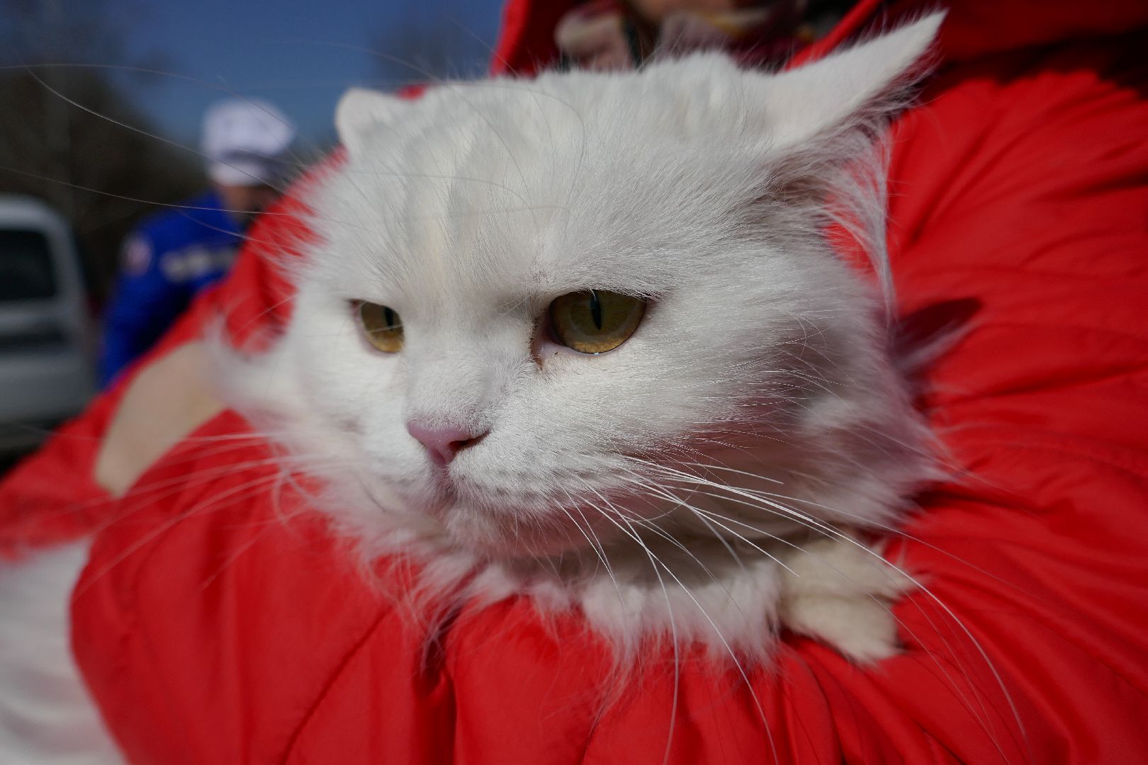 Подольск, вакцинация от бешенства, профилактика, ветеринары