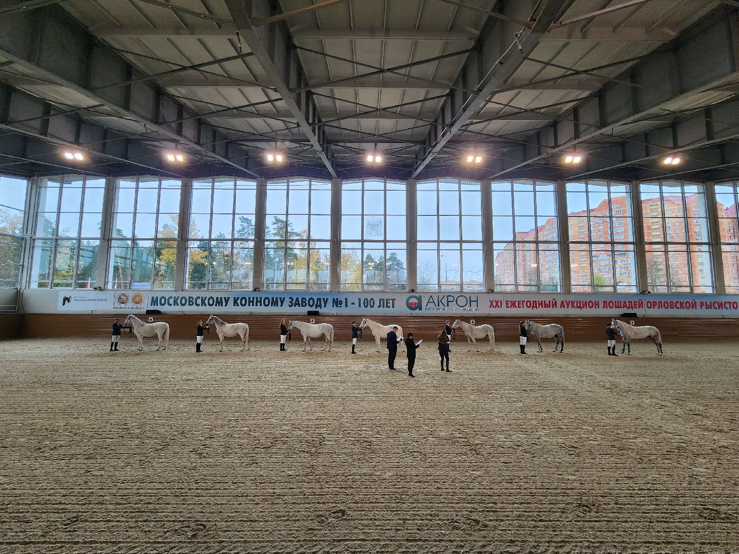 одинцово, кони, лошади, конезавод, орловские рысаки,