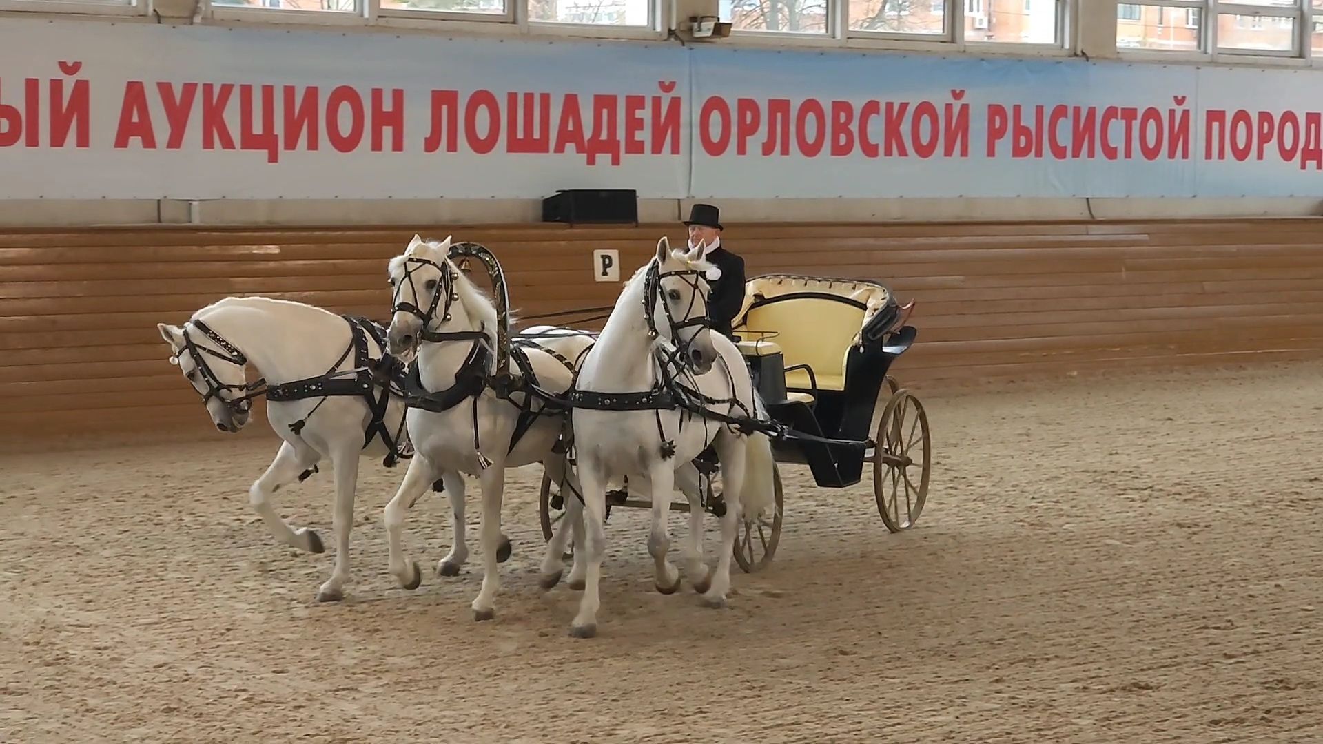 одинцово, кони, лошади, конезавод, орловские рысаки,