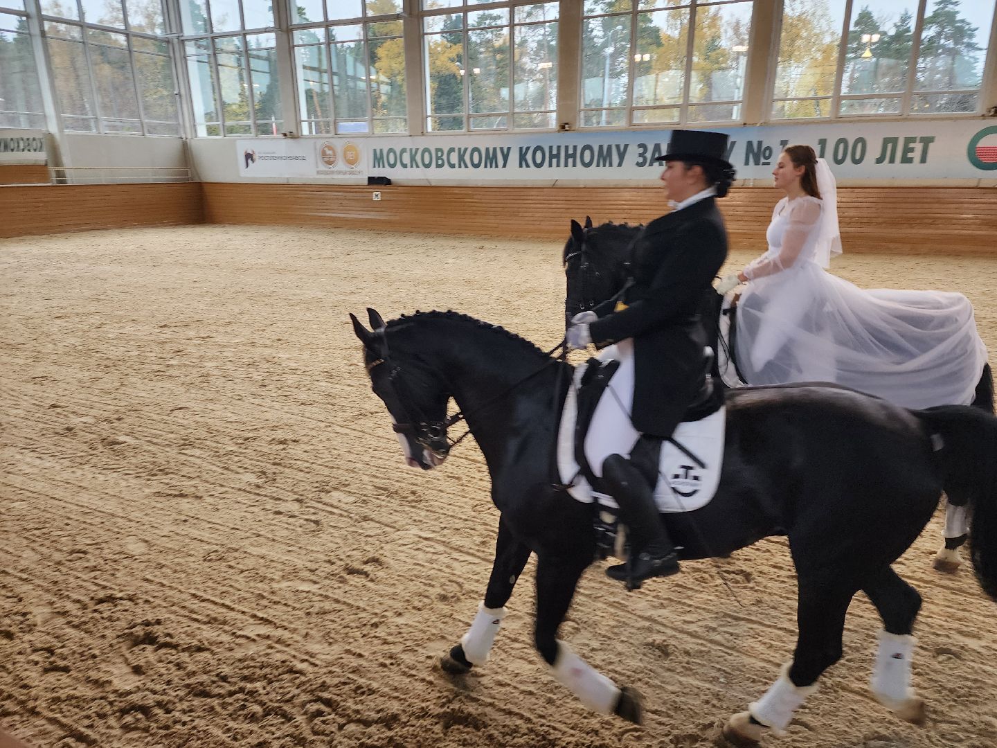 одинцово, кони, лошади, конезавод, орловские рысаки,