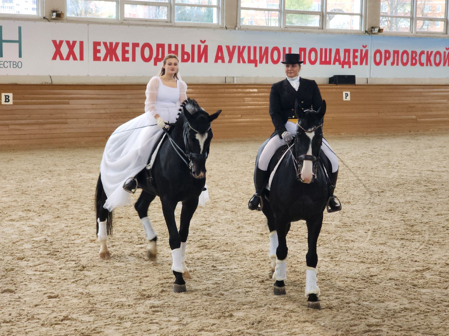 одинцово, кони, лошади, конезавод, орловские рысаки,