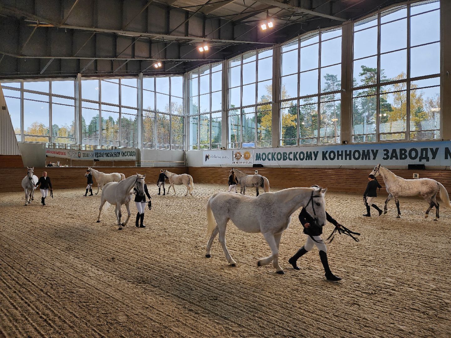 одинцово, кони, лошади, конезавод, орловские рысаки,