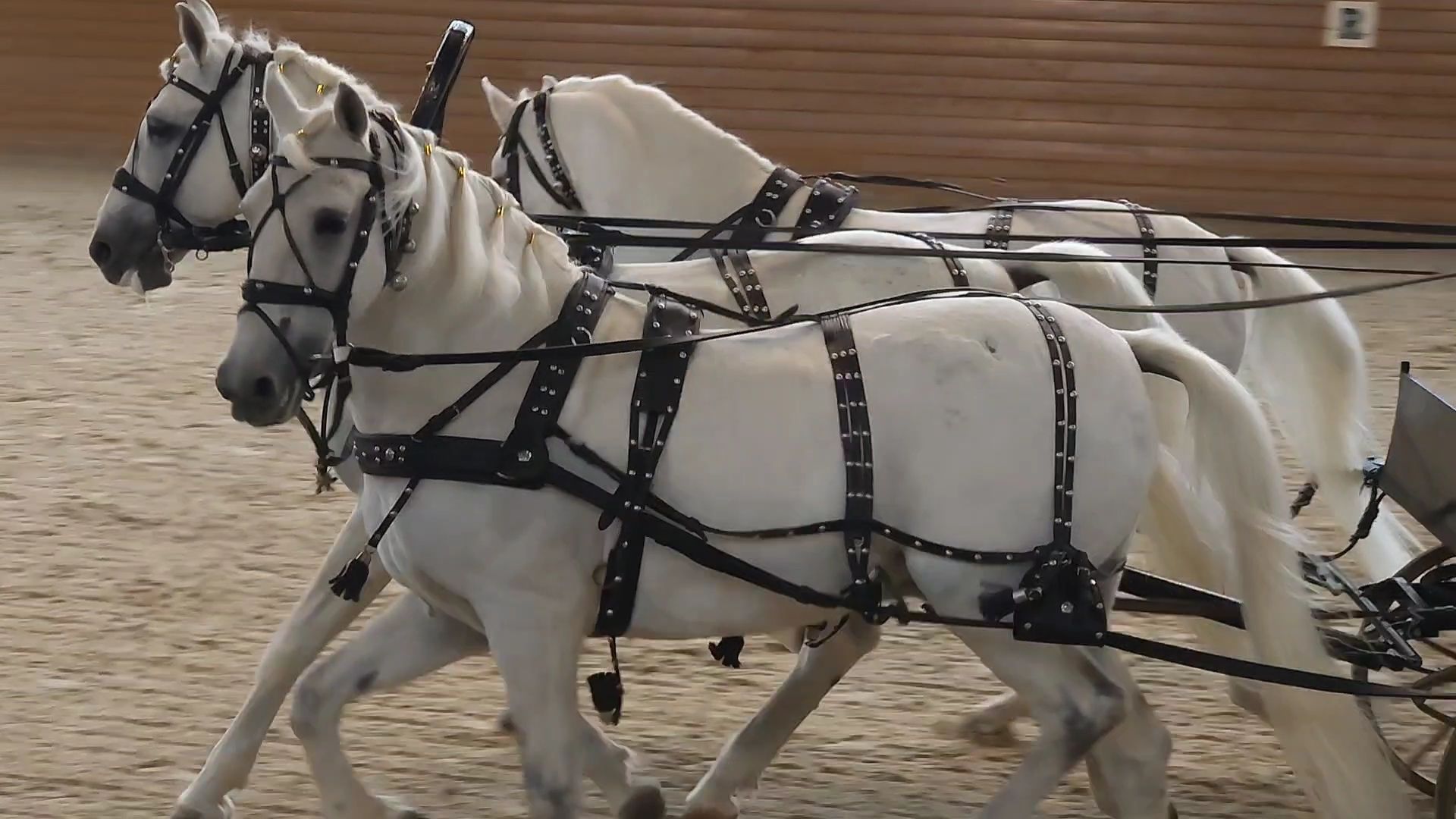 одинцово, кони, лошади, конезавод, орловские рысаки,