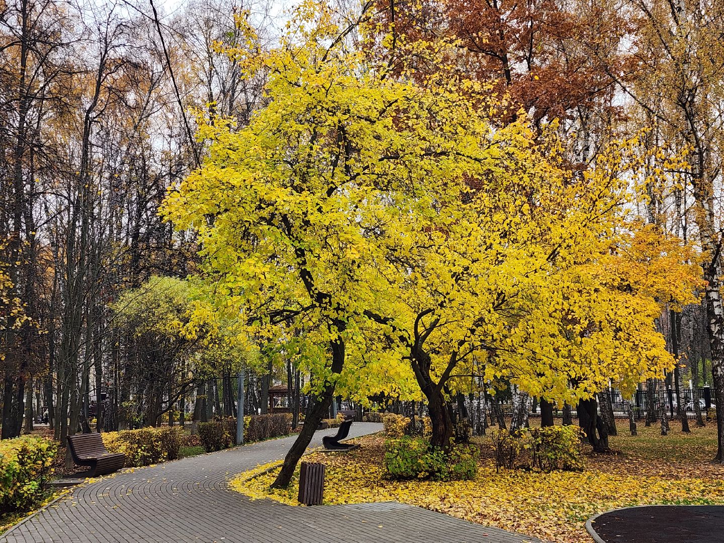 королёв, центральный парк, подготовка к зиме,