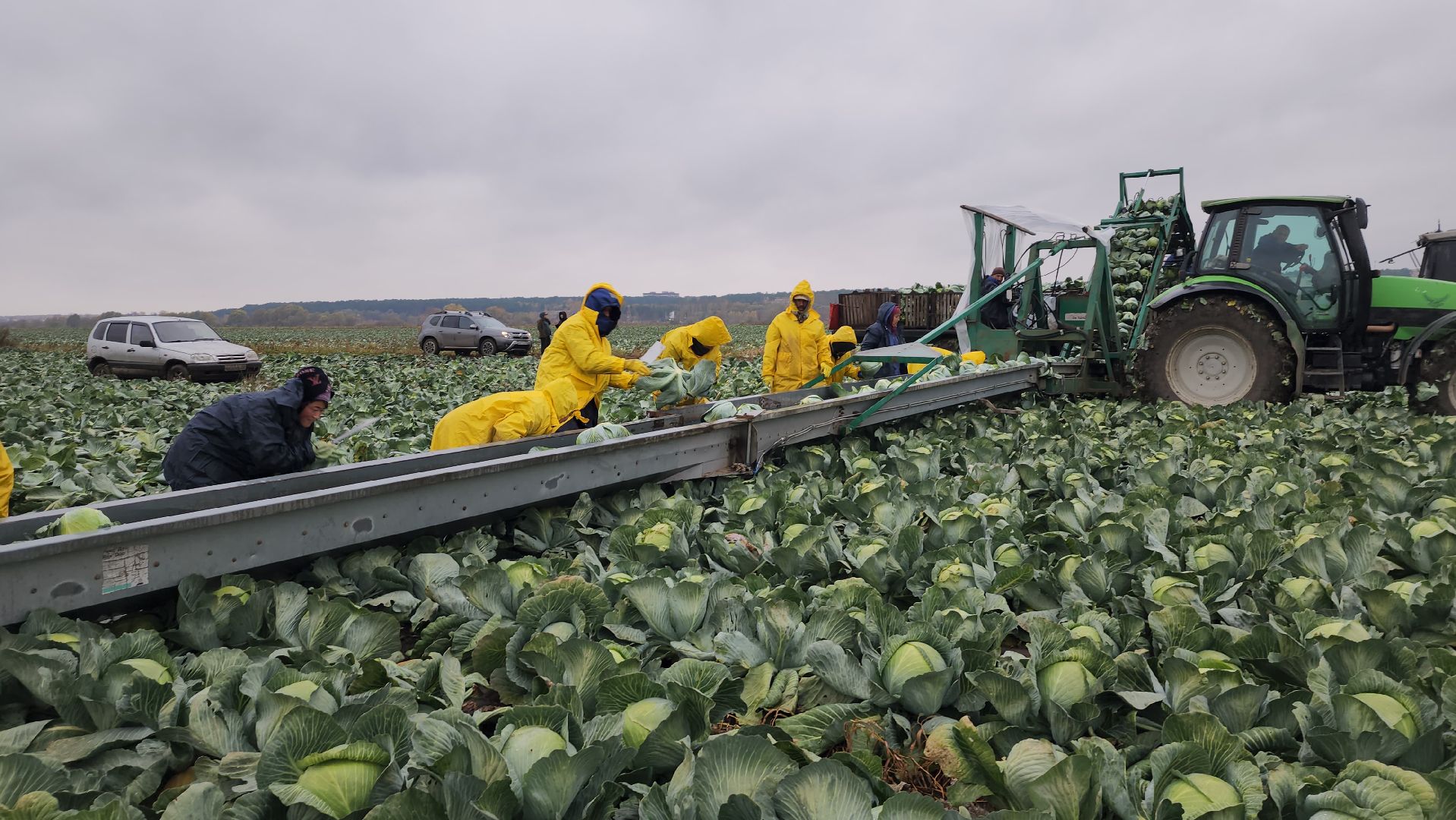серпухов, ао дашковка, уборка урожая, капуста, сельское хозяйство,