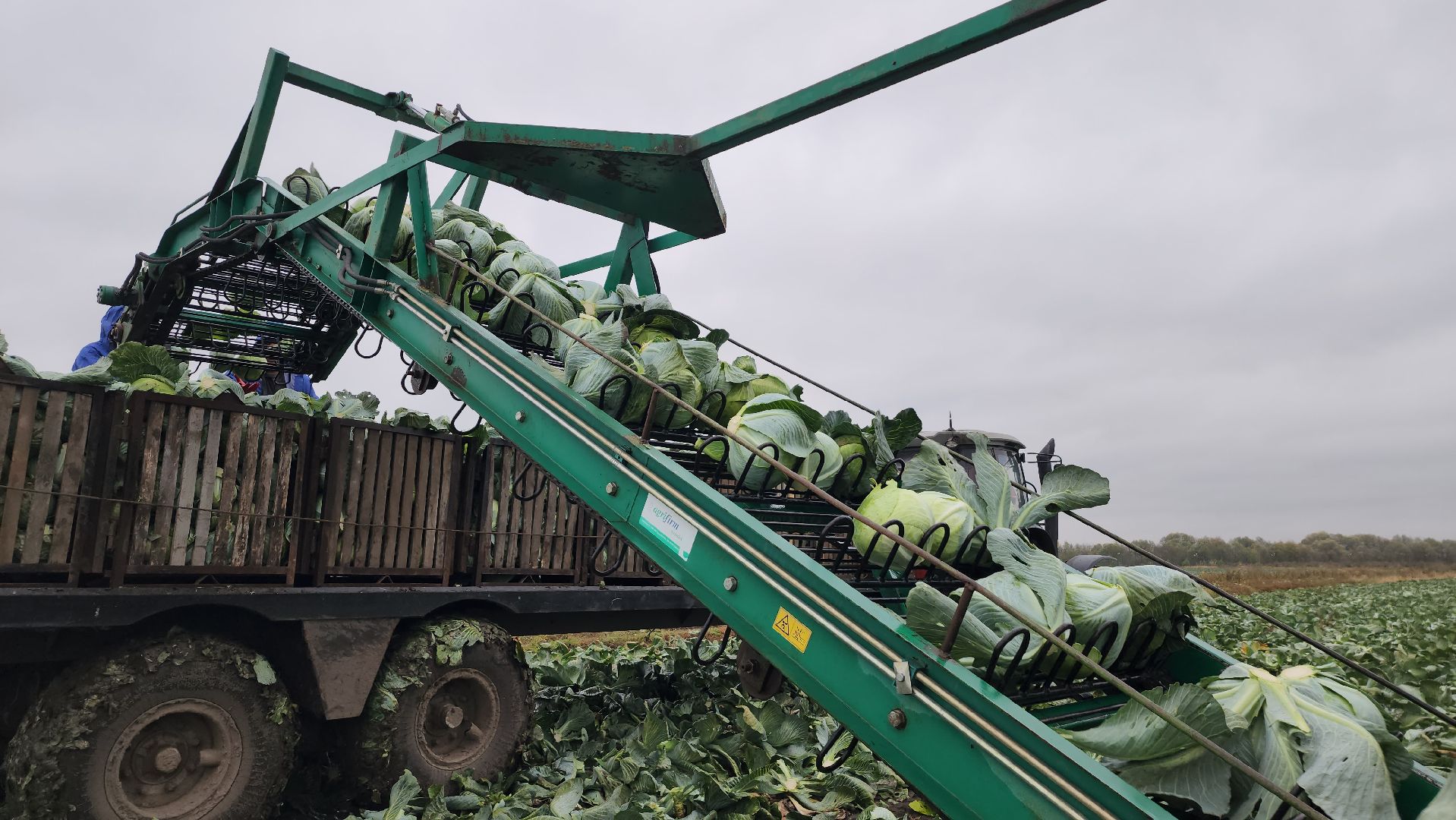 серпухов, ао дашковка, уборка урожая, капуста, сельское хозяйство,