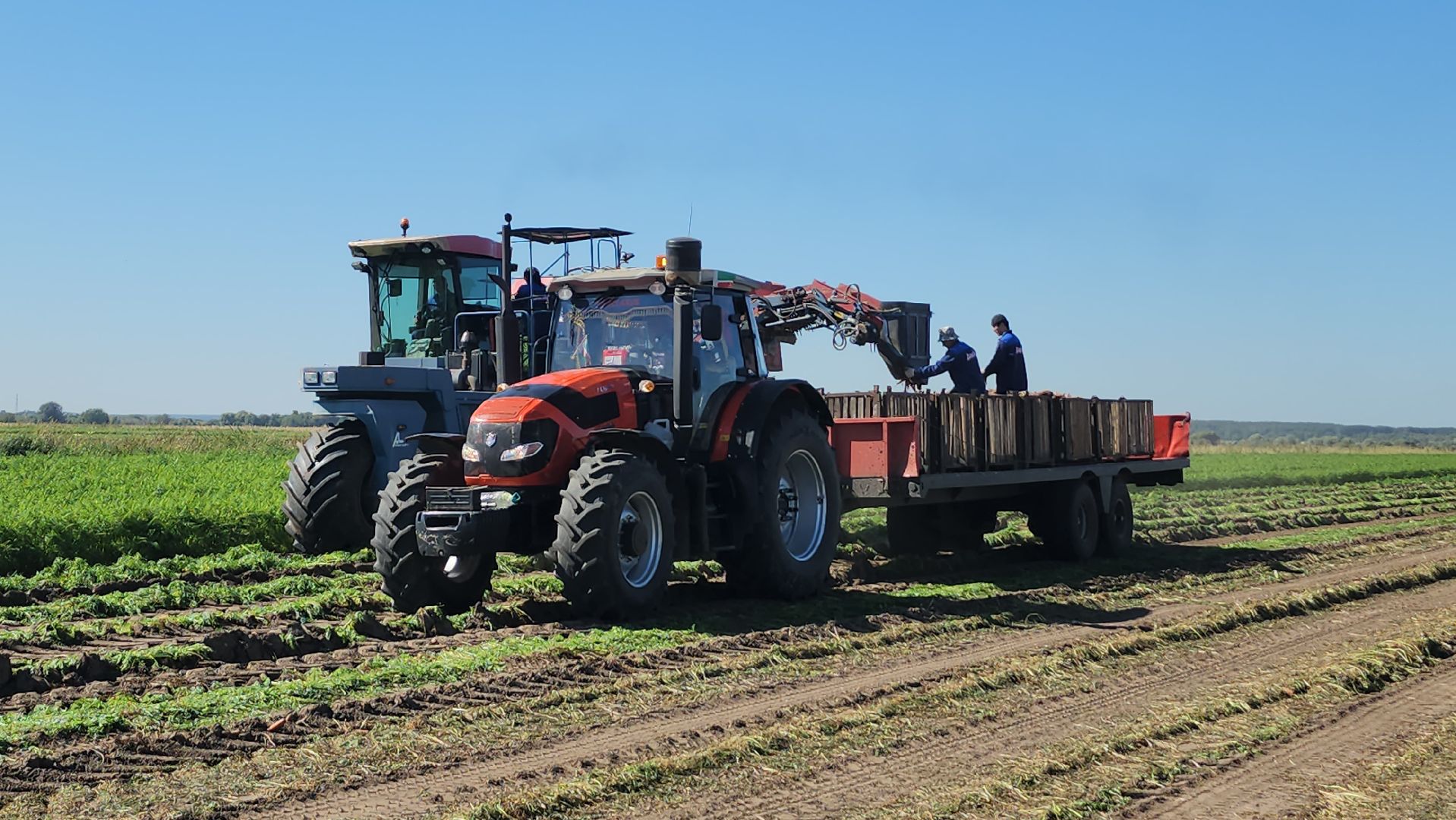 серпухов, ао дашковка, уборка урожая, капуста, сельское хозяйство,