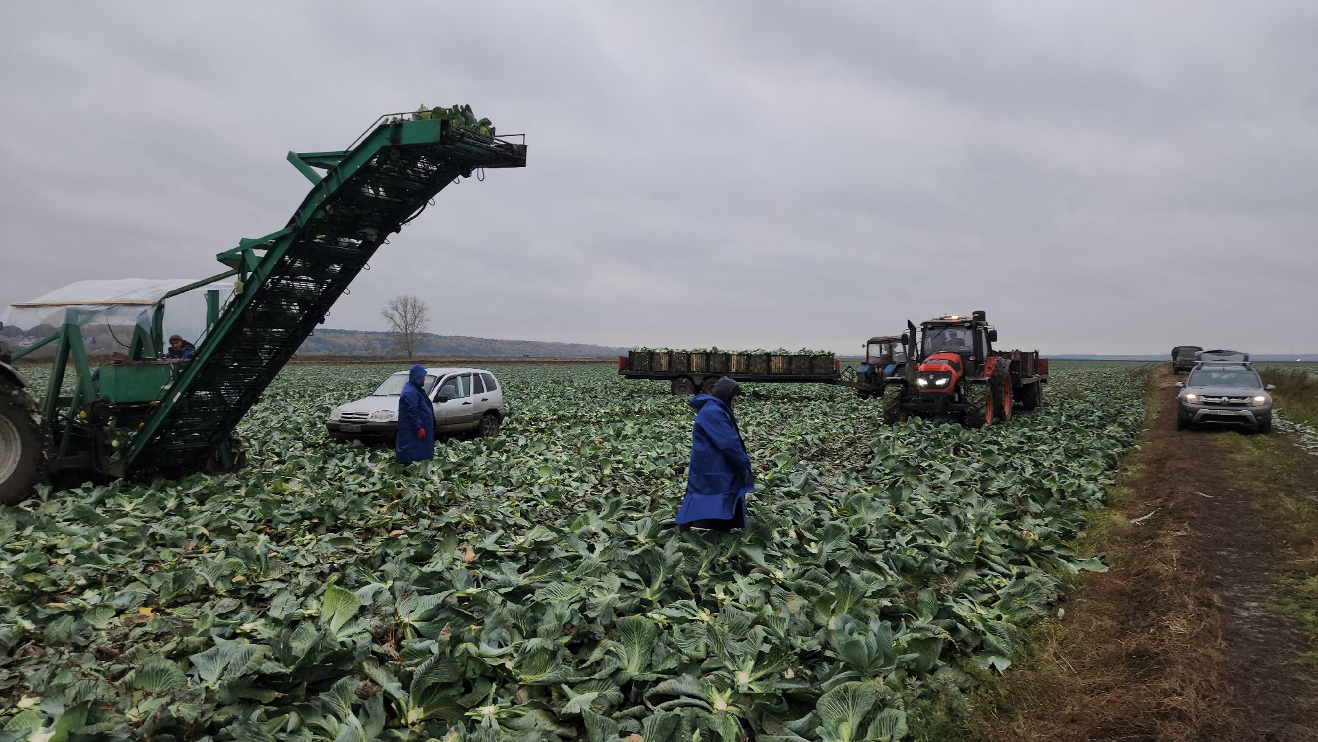 серпухов, ао дашковка, уборка урожая, капуста, сельское хозяйство,