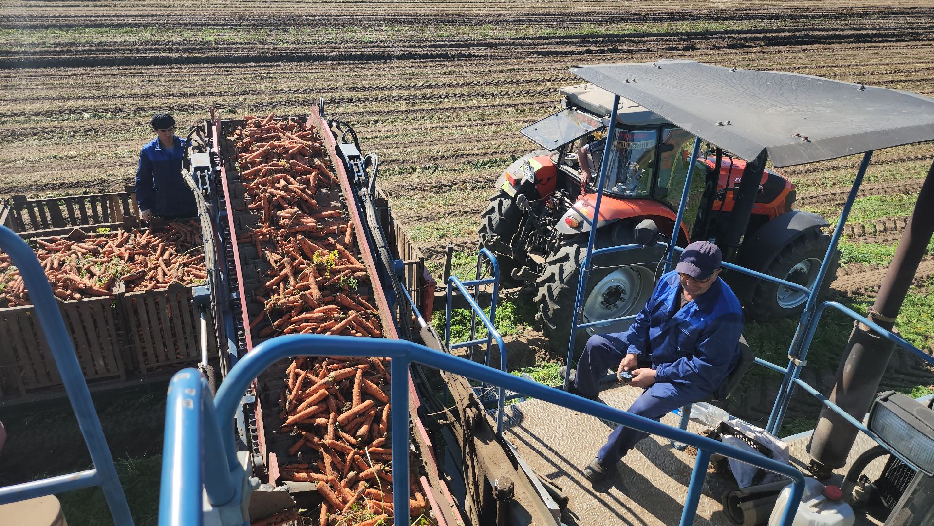 серпухов, ао дашковка, уборка урожая, капуста, сельское хозяйство,