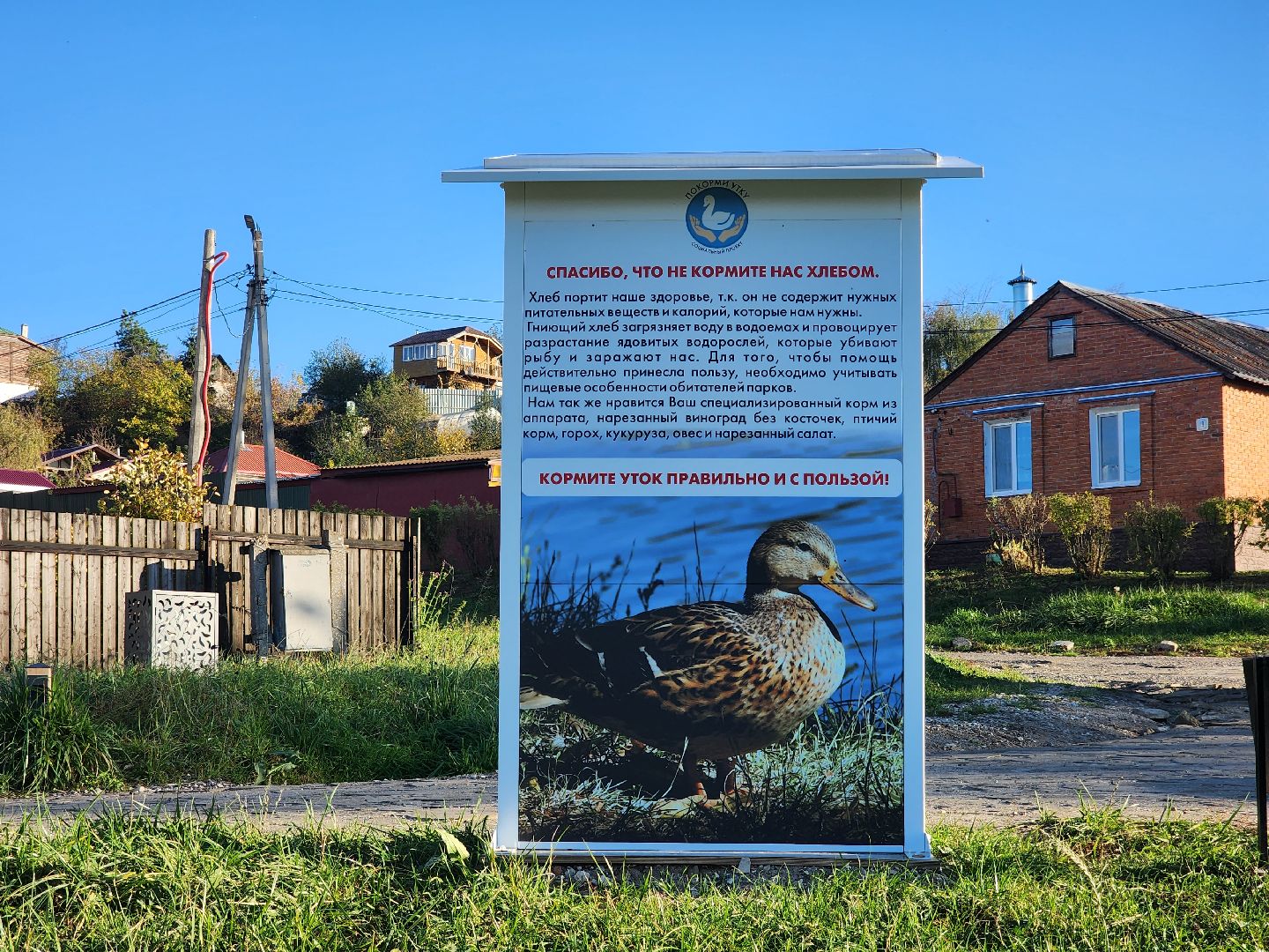 Зарайск, покорми уток, утки, корм для уток,