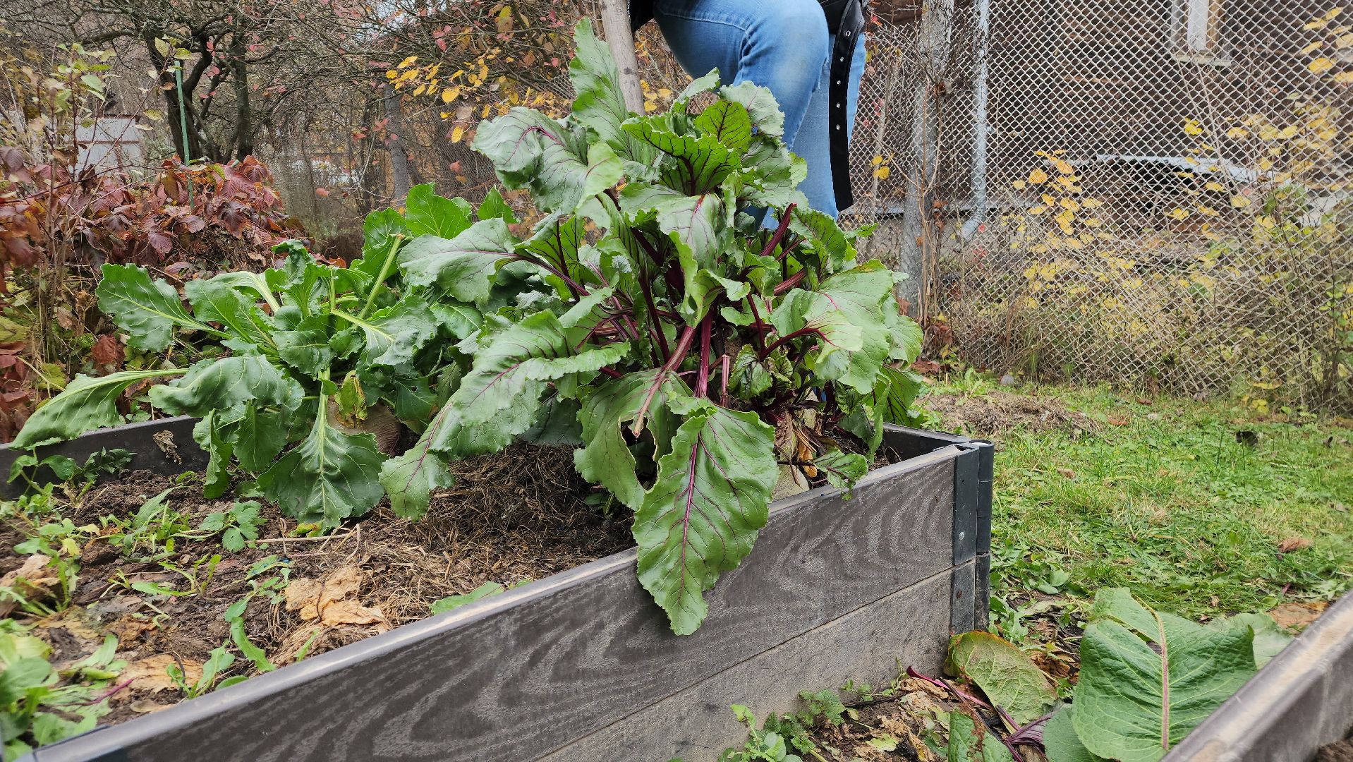 ступино, рекорд россии, свекла-рекордсмен,сельское хозяйство,