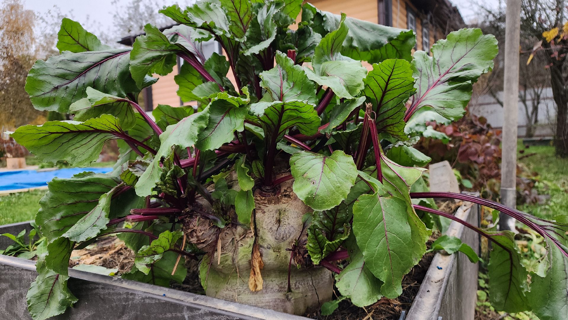 ступино, рекорд россии, свекла-рекордсмен,сельское хозяйство,