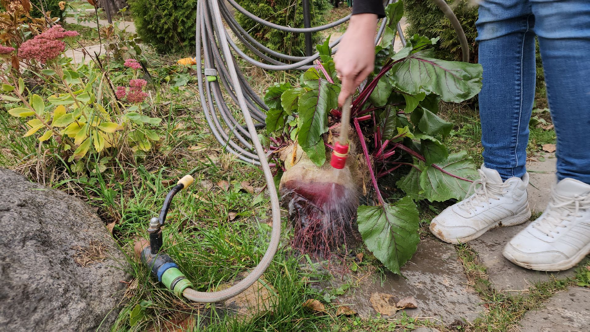 ступино, рекорд россии, свекла-рекордсмен,сельское хозяйство,