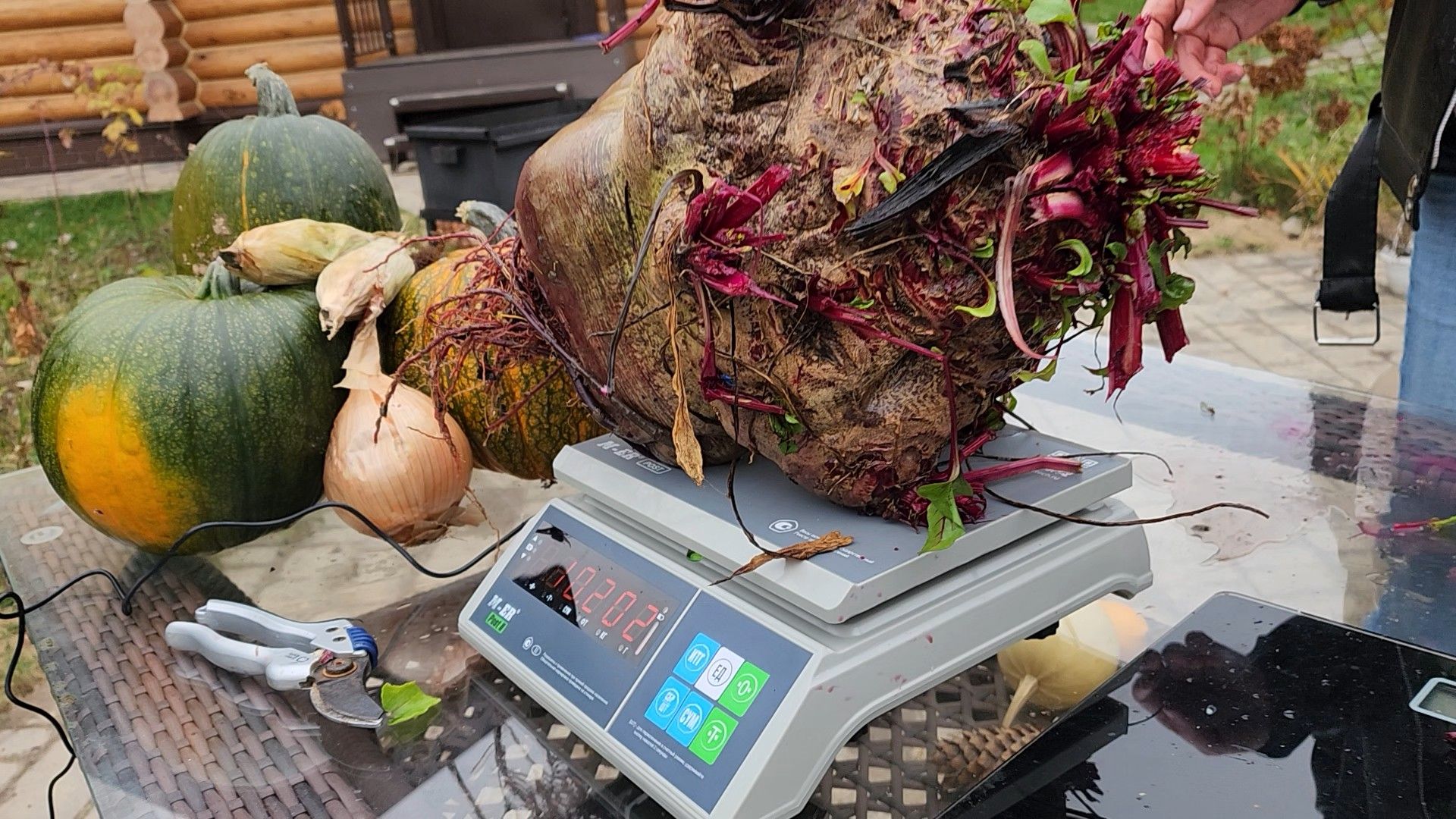 ступино, рекорд россии, свекла-рекордсмен,сельское хозяйство,