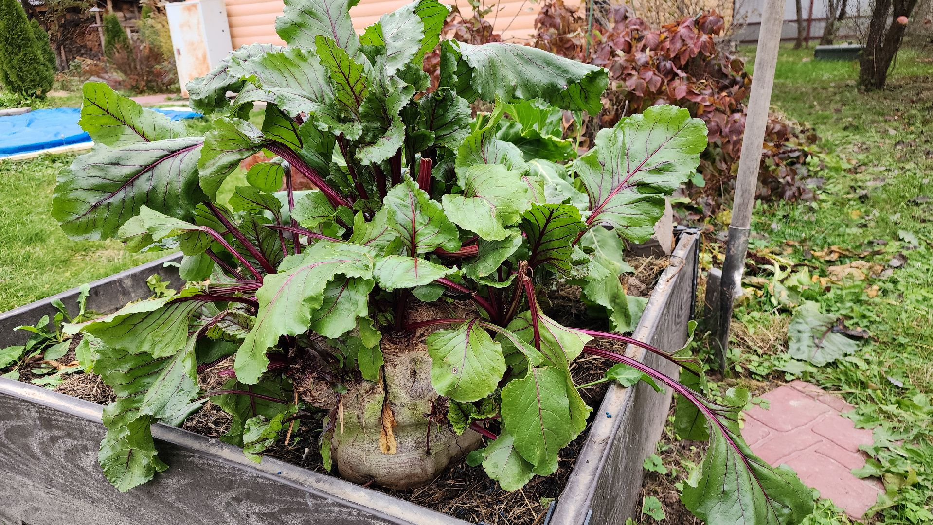 ступино, рекорд россии, свекла-рекордсмен,сельское хозяйство,