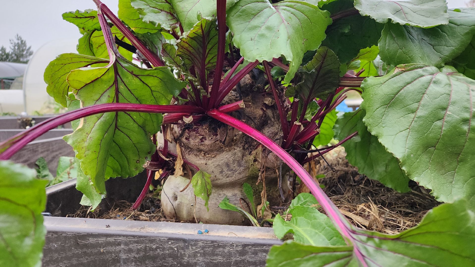 ступино, рекорд россии, свекла-рекордсмен,сельское хозяйство,