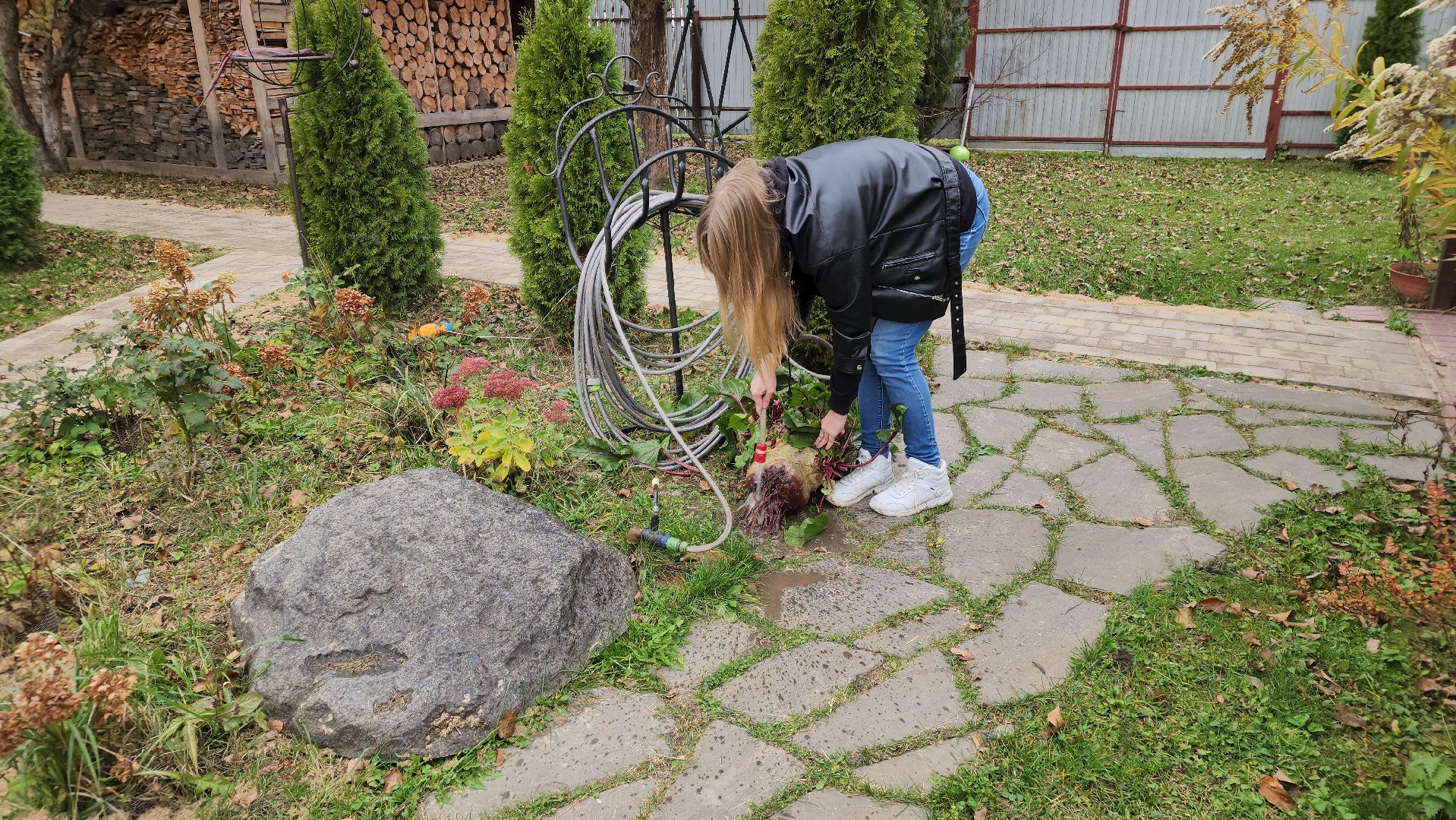 ступино, рекорд россии, свекла-рекордсмен,сельское хозяйство,