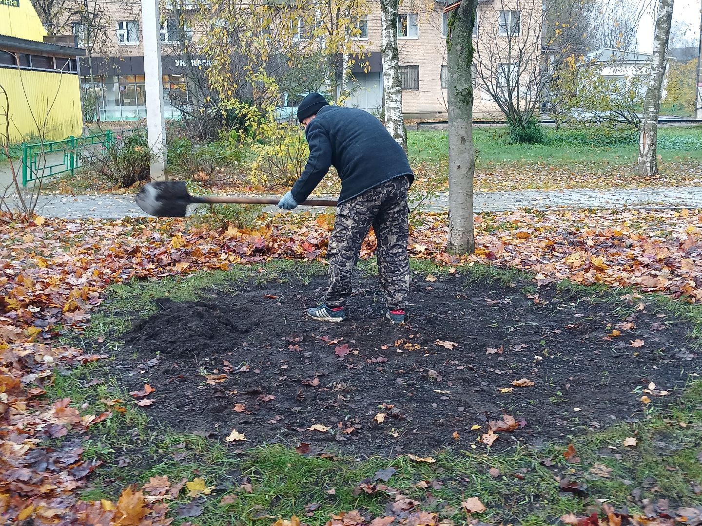 Тюльпаны, Клумбы, Луковицы, вертикалка,