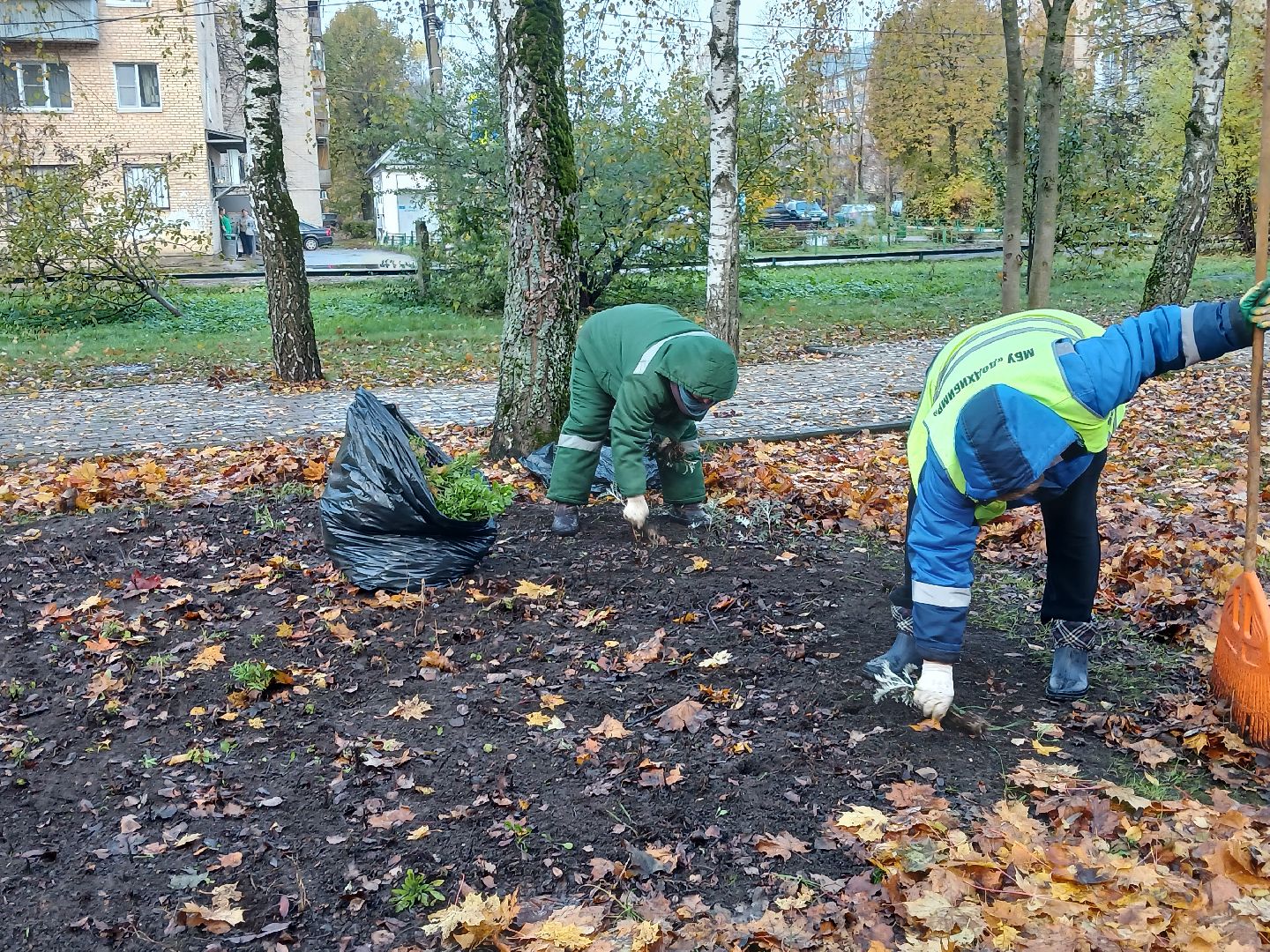 Тюльпаны, Клумбы, Луковицы, вертикалка,