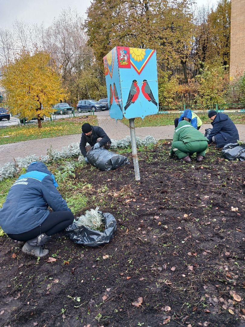 Тюльпаны, Клумбы, Луковицы, вертикалка,