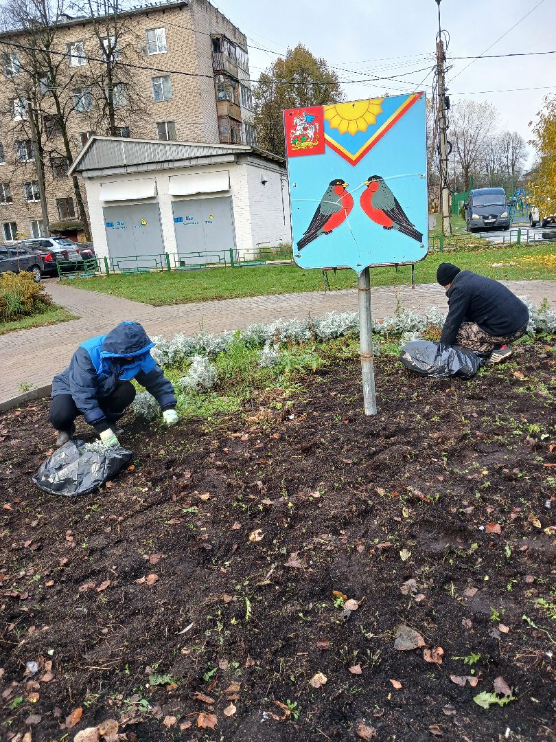 Тюльпаны, Клумбы, Луковицы, вертикалка,