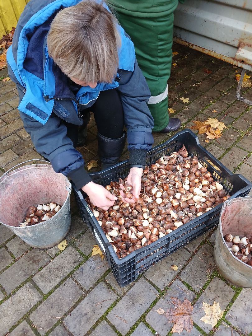 Тюльпаны, Клумбы, Луковицы, вертикалка,