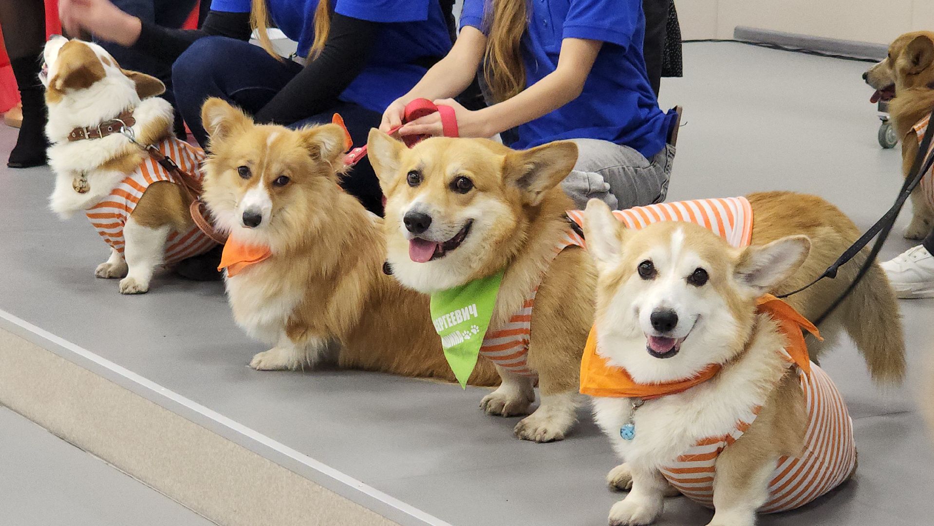 волонтеры, корги отряд, день добровольца московской области, Лосино-Петровский,