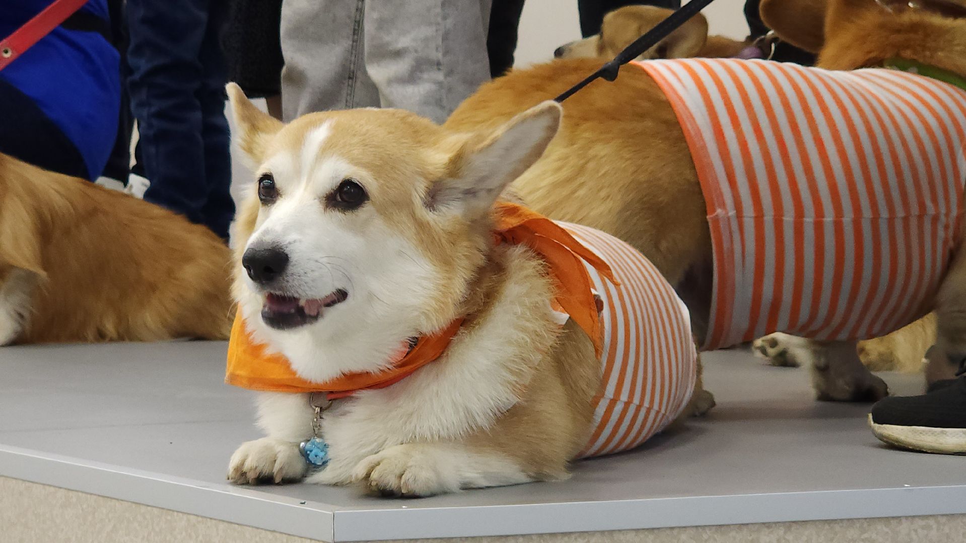 волонтеры, корги отряд, день добровольца московской области, Лосино-Петровский,